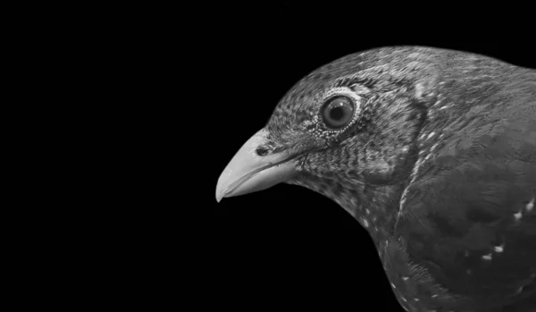 Красива Маленька Пташка Крупним Планом Чорному Тлі — стокове фото
