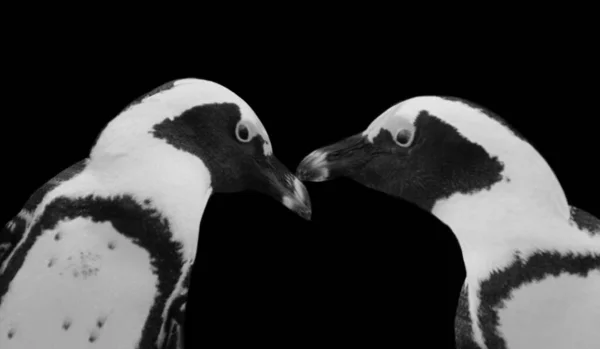 Dva Roztomilé Tučňák Closeup Černém Pozadí — Stock fotografie