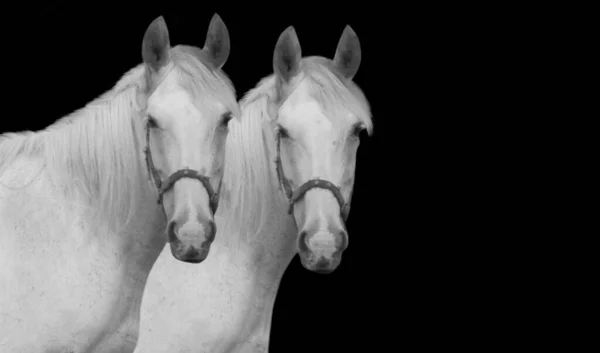 黒い背景の2つの白い馬の顔 — ストック写真