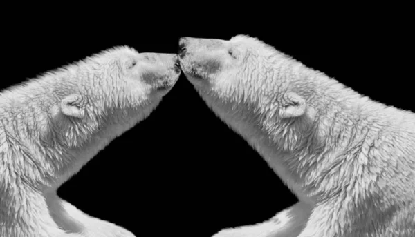 白のカップル Polar Bear Kiss Black背景 — ストック写真