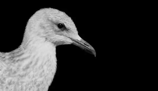 Mouette Gros Plan Visage Dans Fond Sombre — Photo