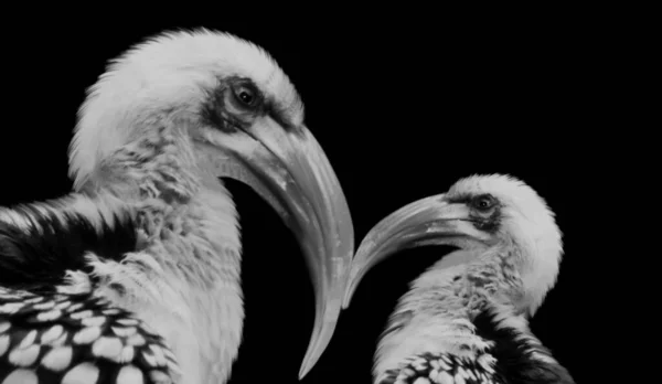 Duas Caras Hornbill Bico Vermelho Norte Fundo Preto — Fotografia de Stock