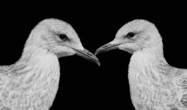 Couple Seagull Closeup Face Dark Background — Stock Photo, Image