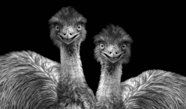 Zwei Große Emu Vögel Lächeln Auf Schwarzem Hintergrund — Stockfoto
