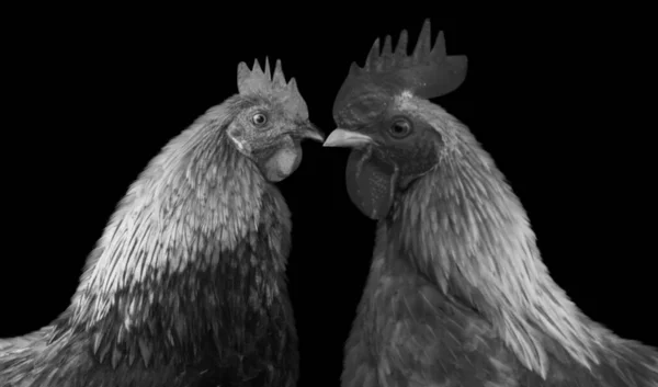 Twee Kippen Close Gezicht Zwarte Achtergrond — Stockfoto