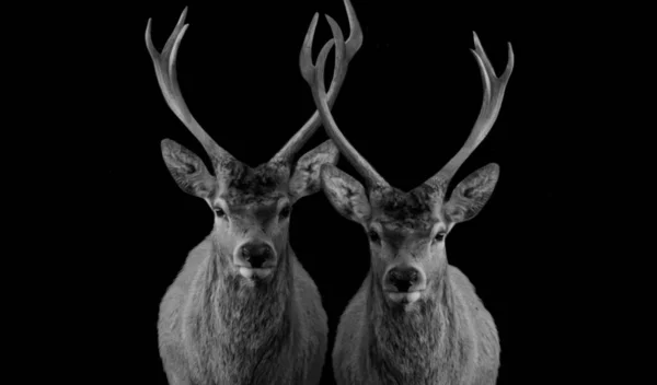 Deux Gros Bois Cerf Noir Blanc Debout Sur Fond Noir — Photo