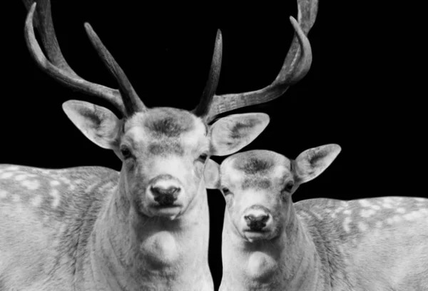 Grande Chifres Masculino Cervos Com Fêmea Cervos Escuro Preto Fundo — Fotografia de Stock
