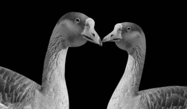 Siyah Arkaplanda Kaz Öpücüğü