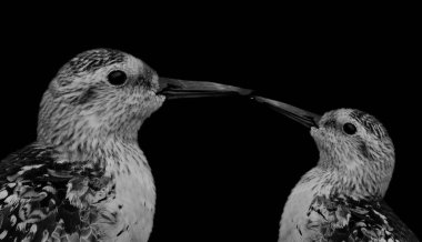 Siyah Arkaplanda Güzel Kırmızı Düğüm Kuşu