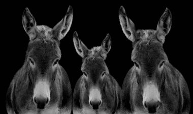 Üç Eşek Karanlık Arkaplanda Birlikte Duruyor