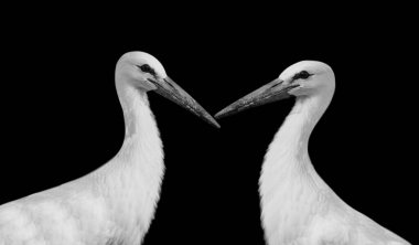 Siyah Arkaplanda İki Beyaz Leylek Kuşu