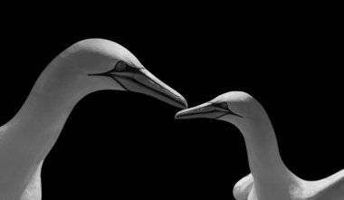 Anne ve Bebek Kuzey Sümsük Kuşları Kara Arkaplanda