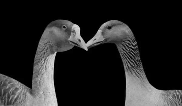Two Black White Goose Kissing Dark Black Background — Stock Photo, Image
