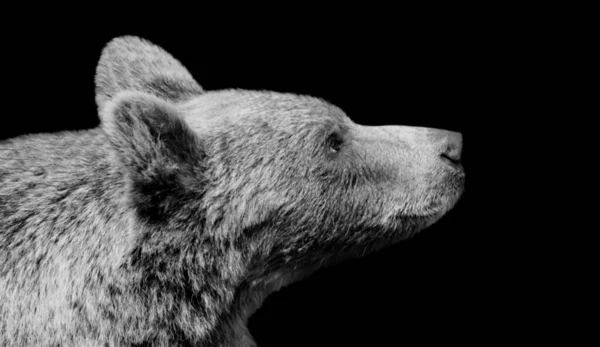 Μαύρη Αρκούδα Κοιτάζει Πάνω Στο Σκούρο Φόντο — Φωτογραφία Αρχείου