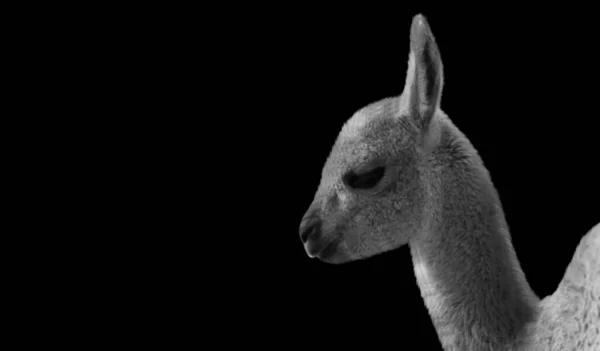 Bebê Alpaca Bonito Rosto Preto Fundo — Fotografia de Stock