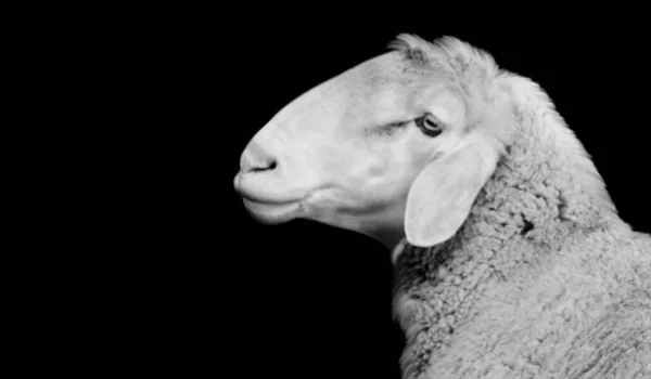 Drôle Blanc Mouton Sourire Visage Sur Noir Fond — Photo