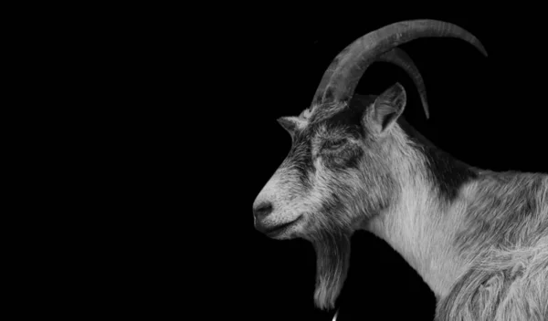 Big Horn Goat Closeup Face Fundo Preto — Fotografia de Stock