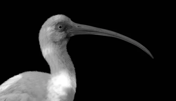 Mooie Witte Ibis Vogel Gezicht Met Big Beak — Stockfoto