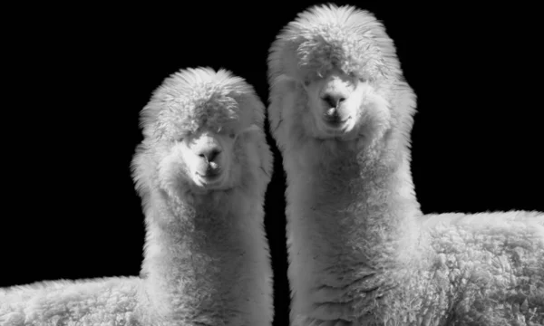Two Woolly Llama Стоячи Разом Чорному Тлі — стокове фото