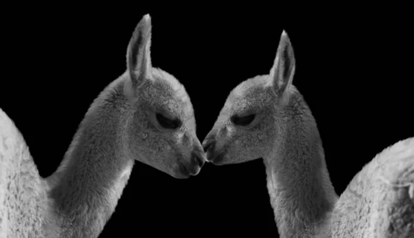 Baby Alpaka Kuss Auf Dem Schwarzen Hintergrund — Stockfoto