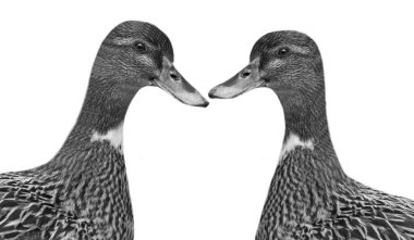 Beyaz Arkaplanda İki Güzel Ördek İzole Edildi