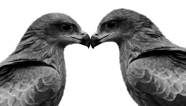 Beyaz arka planda izole edilmiş iki Av Kartalı