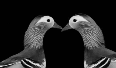 Siyah Arkaplanda Güzel Ördek Öpücüğü