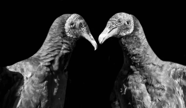 Δύο Επικίνδυνα Γαλοπούλια Στο Σκοτεινό Φόντο — Φωτογραφία Αρχείου
