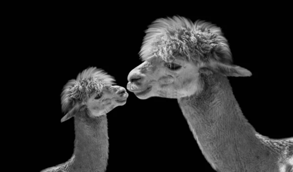 Mãe Bebê Cara Alpaca — Fotografia de Stock