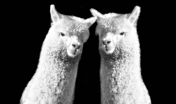 Long Neck Two Alpaca Face Black Background — Stock Photo, Image