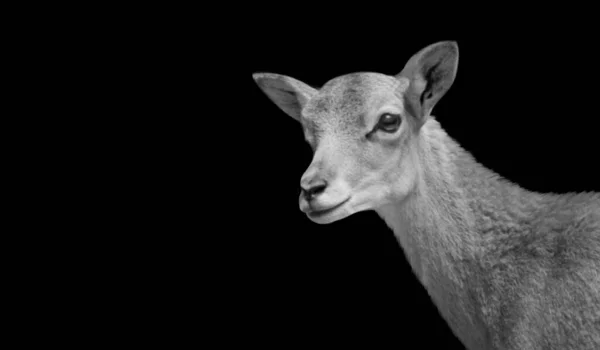 Bébé Mufflon Visage Sur Fond Noir — Photo