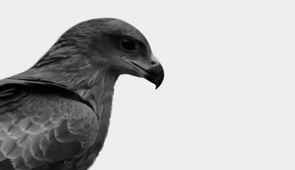 Schwarz Weiße Adler Nahaufnahme Gesicht Auf Weißem Hintergrund — Stockfoto