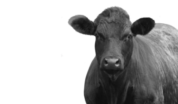 Vache Noire Isolée Sur Fond Blanc — Photo