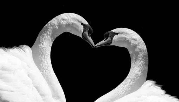 Beautiful Swan Kissing And Making Heart Shape On The Black Background