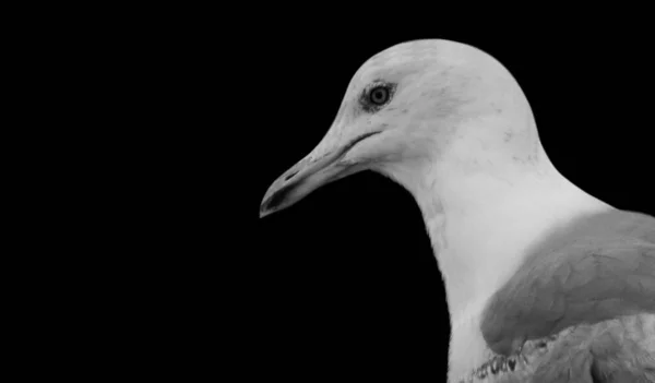 Zwart Wit Meeuw Vogel Gezicht Zwarte Achtergrond — Stockfoto