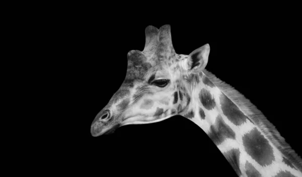 Black And White Giraffe Face