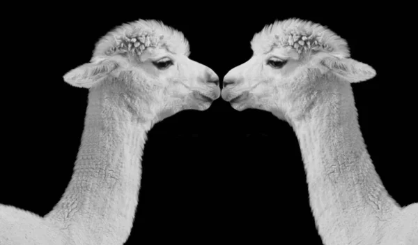 Dwie Piękne Para Alpaka Twarz — Zdjęcie stockowe