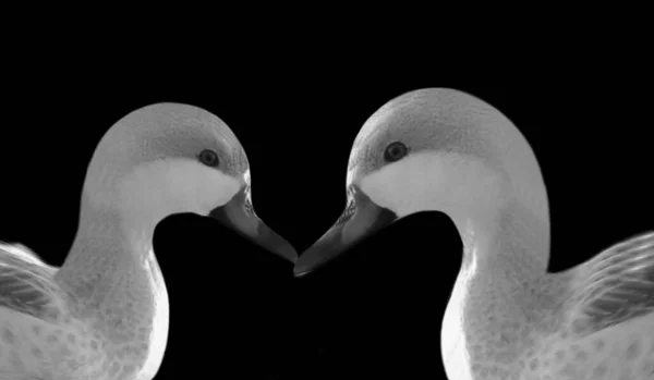 黑色背景上的两只可爱的鸭子 — 图库照片