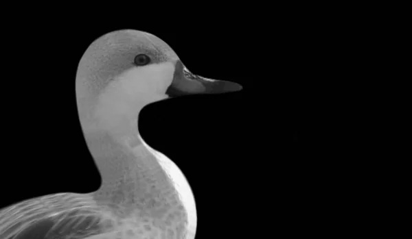 Niedliche Kleine Ente Gesicht Auf Dem Schwarzen Hintergrund — Stockfoto