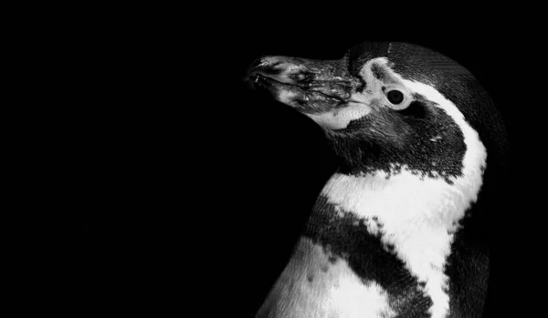 Schattig Pinguïn Portret Donkere Zwarte Achtergrond — Stockfoto