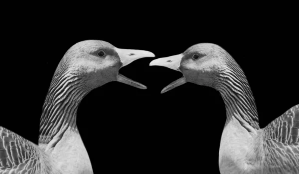 Angry Goose Bird Luta Fundo Preto — Fotografia de Stock
