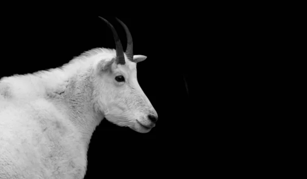 Cabra Branca Montanha Com Chifre Grande — Fotografia de Stock