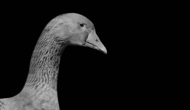 Kaz Kuş Portresi Siyah Arkaplanda