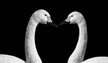 Siyah Arkaplanda İki Kuğu Birlikte