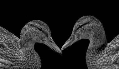 Karanlık Arkaplanda İki Ördek