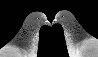 Siyah Arkaplanda İki Güvercin Öpücüğü
