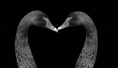 Siyah arka planda iki siyah kuğu öpücüğü