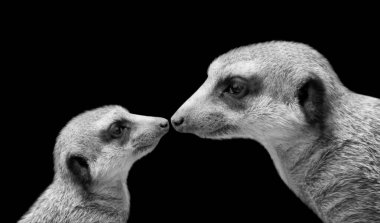 Kara Arkaplanda Meerkat Anne ve Bebek Surat