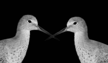 Siyah Arkaplanda İki Willet Kuş Portresi