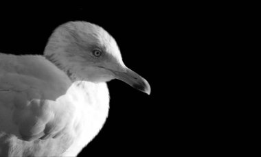 Siyah ve Beyaz Martı Kuş Surat